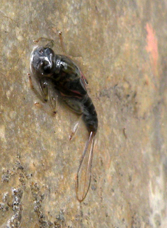 Sotto i sassi del fiume Secchia: larve di Ephemeroptera e Plecoptera